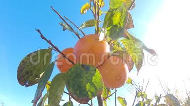 合上树上的柿子果.. 胎中的柿子。 带新鲜柿子水果的花园